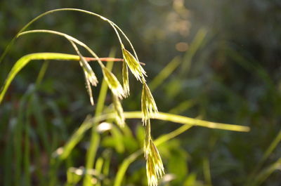 Close-up of plant against blurred background