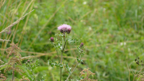 Close-up of flowering plant on field