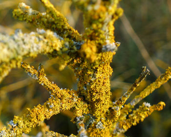 Close-up of lichen plant