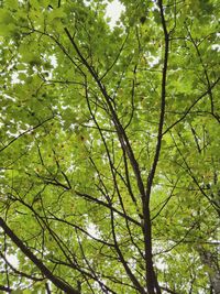 Low angle view of tree in forest