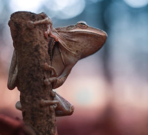 Frog in deep forest