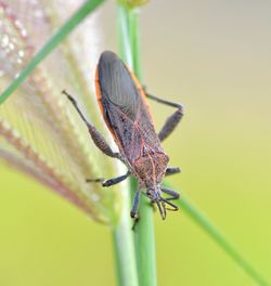 Close-up of caterpillar on leaf
