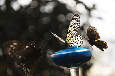 Close-up of butterfly pollinating on flower