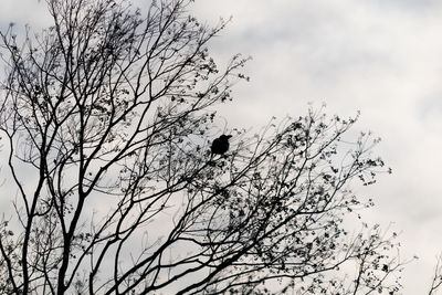 Low angle view of bird perching on tree against sky