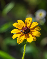 Close-up of insect on yellow flower