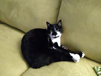 Portrait of cat resting on bed