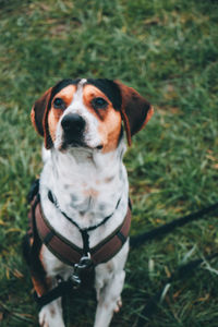 Dog looking away on field