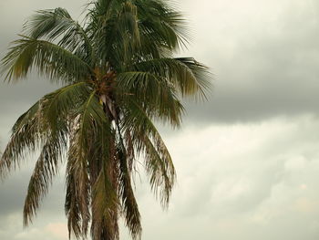Low angle view of palm tree against sky