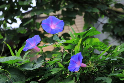 Close-up of purple flowering plant