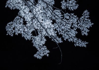 Close-up of flowers on tree against black background