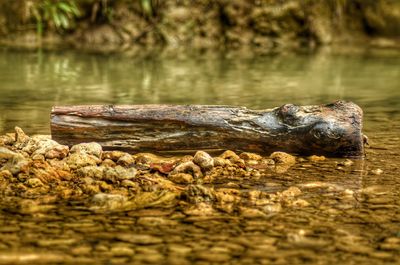 Close-up of crocodile in water