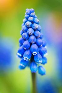 Close-up of hyacinth buds growing outdoors