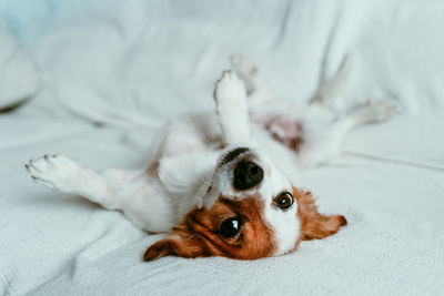 Cute jack russell dog lying on sofa, resting and relaxing. pets indoors