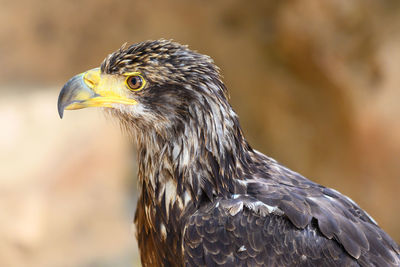 Close-up of eagle