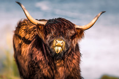 Close-up of cow