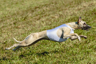 Whippet dog