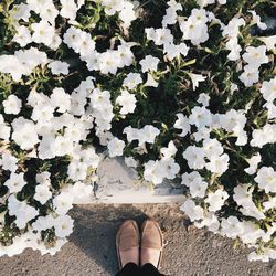 Low section of person standing by flowering plants