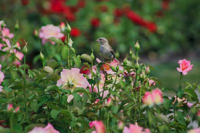 Sparrow perching on plant at field