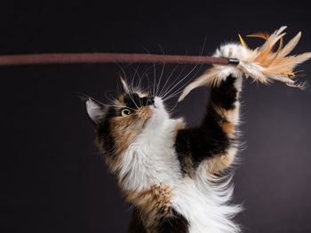 Close-up of maine coon cat playing with feathers against black background