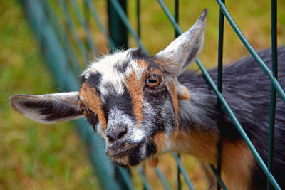 Close-up portrait of goat