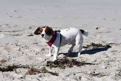 Dog standing on beach