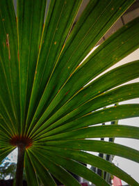 Full frame shot of palm tree