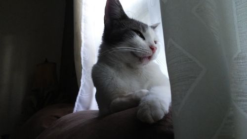 Close-up of cat sitting at home