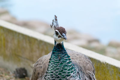 Portrait of female peacock