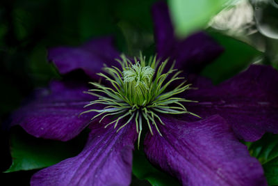 plant