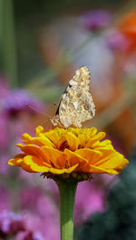 Close-up of butterfly on yellow flower