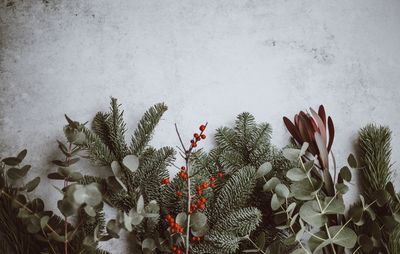 Close-up of plant against snow covered wall