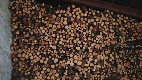 Stack of logs in forest