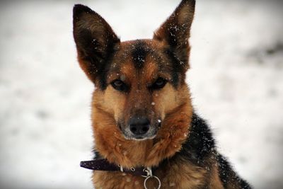 Portrait of dog in snow