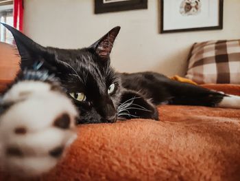 Cat lying on sofa at home