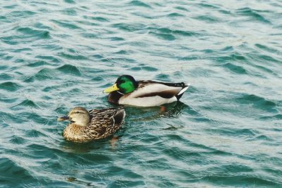 High angle view of duck swimming on lake