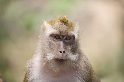 Portrait of monkey