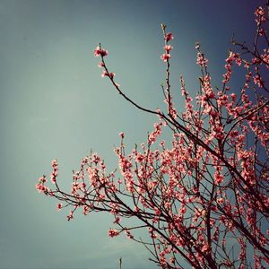 Low angle view of flowers on branch