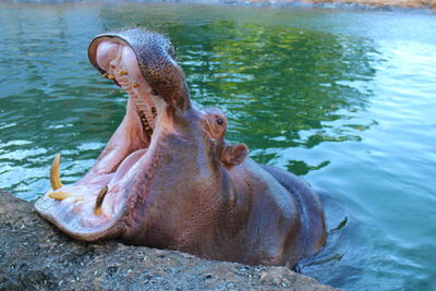 Hippopotamus with mouth open at river