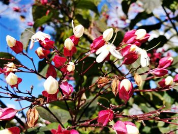Low angle view of fresh flowers blooming on tree