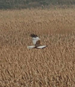 Bird flying over grass