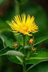 Close-up of insect on sunflower