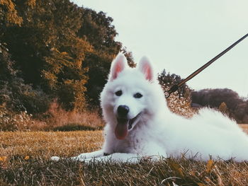 Close-up portrait of white dog against sky