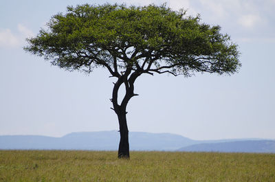 Tree on field against sky