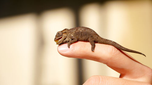 Close-up of hand holding small