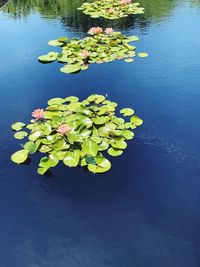 High angle view of water lily in lake