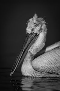 Close-up of pelican