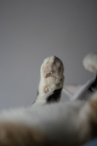 Close-up of a cat over black background