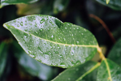 Close-up of raindrops on leaves