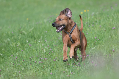 Dog running on grassy land