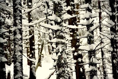 Close-up of tree branches in winter